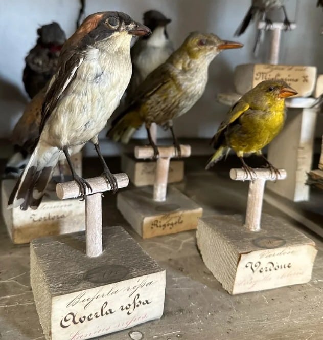 Uccelli tassidermizzati (© Fondazione Collegio Artistico Venturoli)