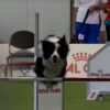 (@World Dog Show 2026)