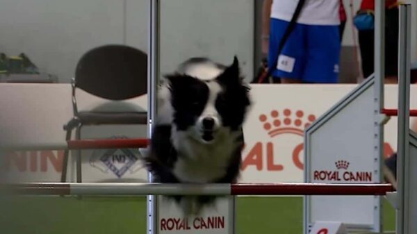 (@World Dog Show 2026)