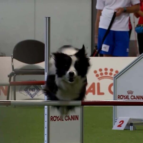 (@World Dog Show 2026)