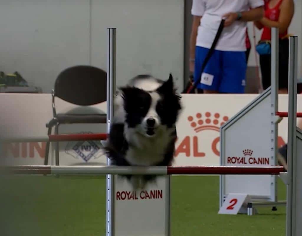 (@World Dog Show 2026)